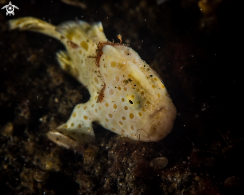 A Antennarius pictus | Painted frogfish