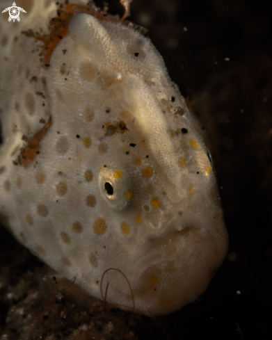 A Painted frogfish