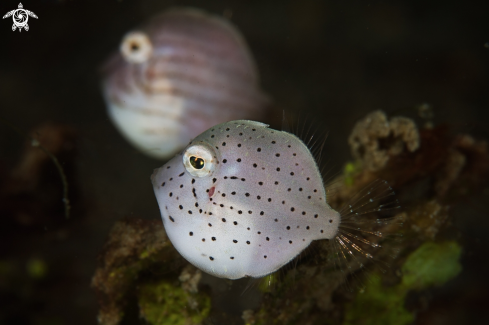 A Mating Filefish