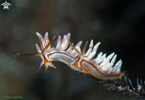 A Eubranchus sp | Eubranchus sp