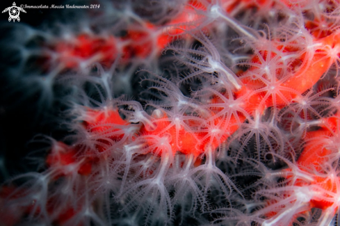 A Corallium rubrum | Oro rosso