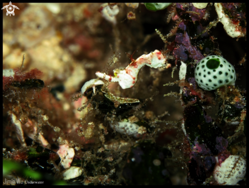 A White Pygmy Seahorse