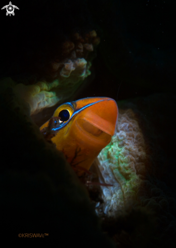 A Blenny