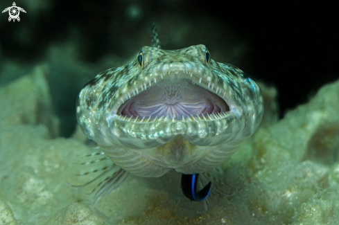 A Lizardfish