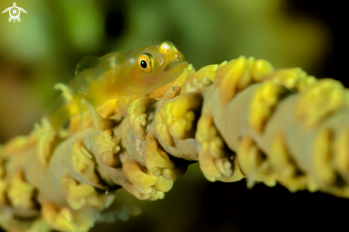 A Goby