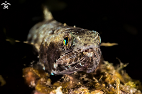 A Lizardfish