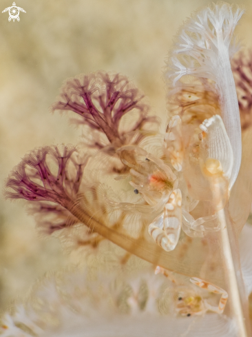 A porcelain crab