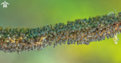 A Whip Coral Eggs