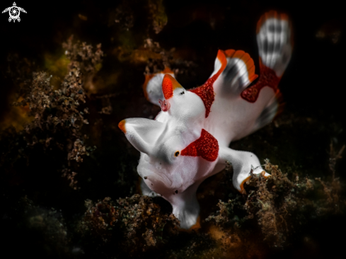 A clown-frogfish