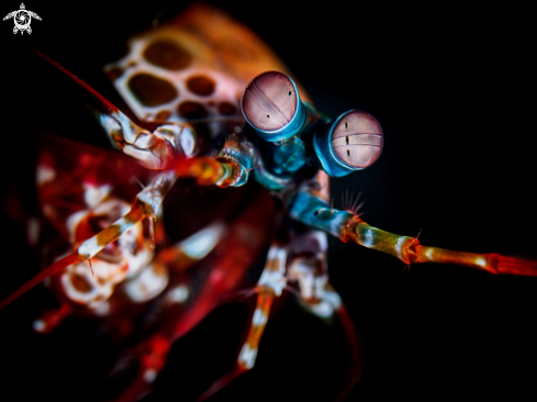 A Peacock Mantis Shrimp