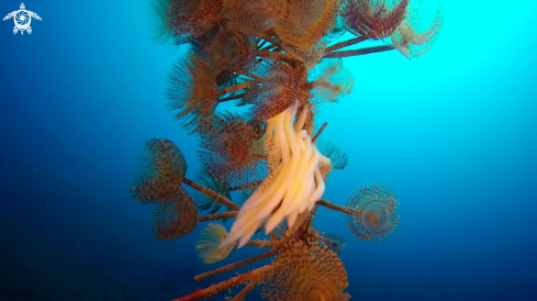 A spirografi e uova di calamaro