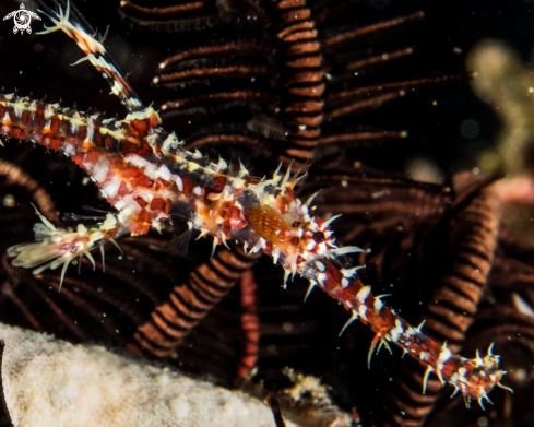 A Solenostomus paradoxus | Ornate ghost pipefish