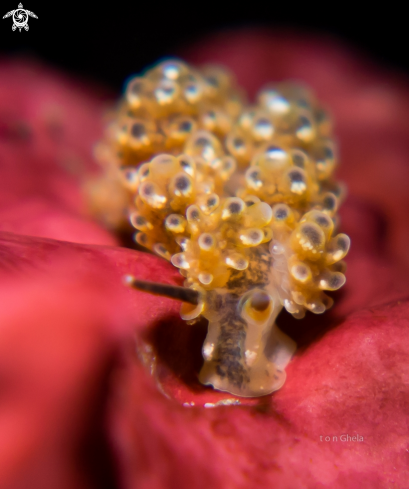 Nudibranch