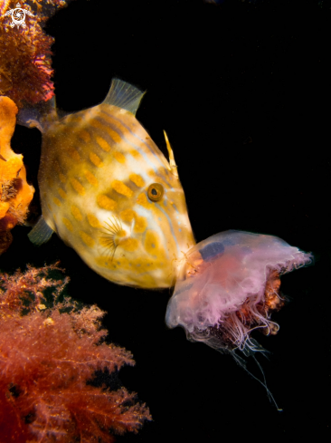 A Leatherjacket and Sea Jelly