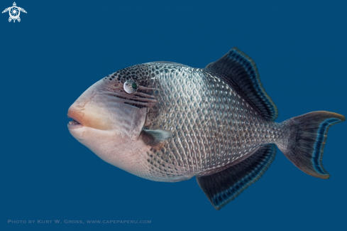 A Yellowmargin triggerfish