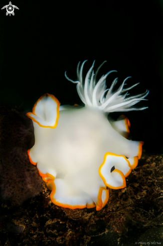 A Ardeadoris egretta | Chromodorididae nudibranch