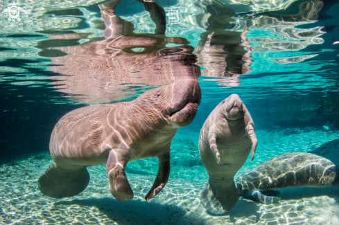 A Manatees