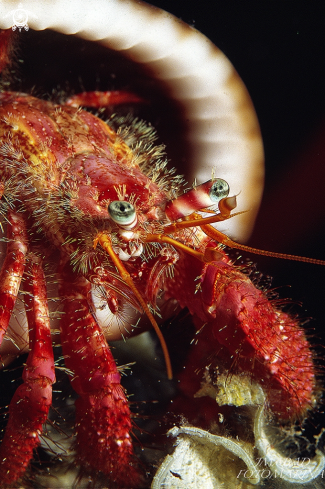 A Dardanus calidus | Hermit crac  Cangrejo ermitaño  