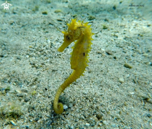 A Cavalluccio marino