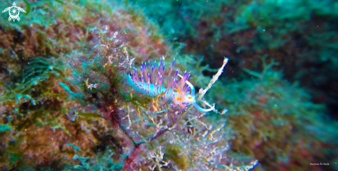 A Cratena peregrina