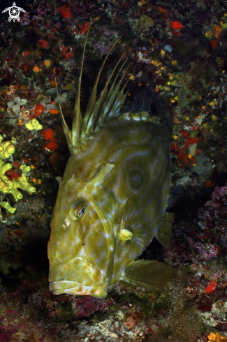 A Pesce San Pietro