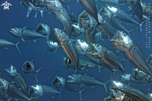 A big mouth mackerel