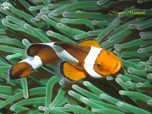 A Clown fish