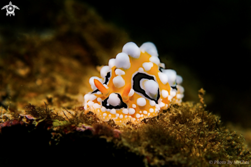 A Phyllidia ocellata | Nudibranch