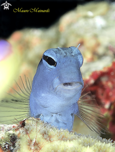 A Blenny