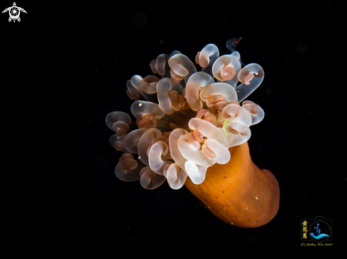 A Young anemone on the move