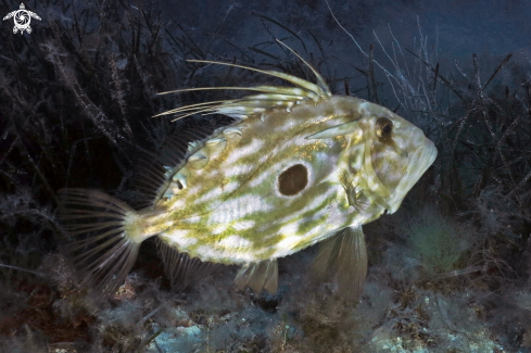 A Pesce San Pietro