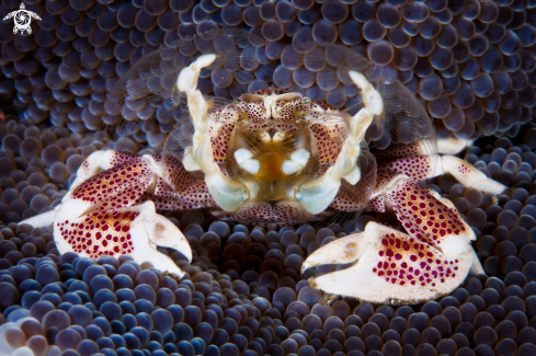 A Porcelain crab