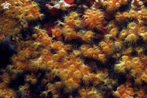 A Parazoanthus axinellae | Margherite di mare