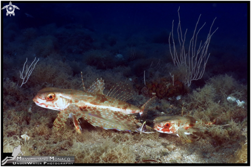 A Dactylopterus volitans | Pesce civetta