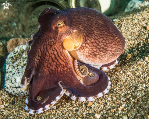 A Amphioctopus marginatus | Coconut octopus