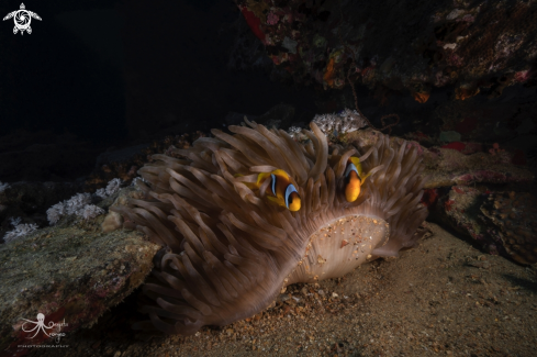 A Amphiprion bicinctus | Anemone