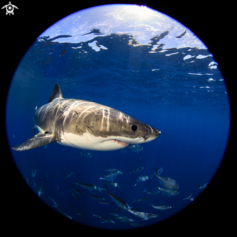 A Great White Shark