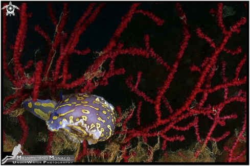 A Chromodoris britoi | Nudibranco Cromodoride di Brito