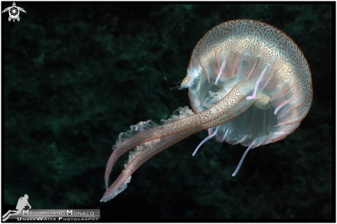 A Pelagia noctiluca | Medusa luminosa