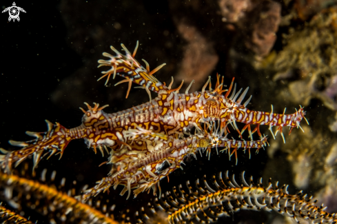 A Solenostomus paradoxus | Ornate ghost pipefish