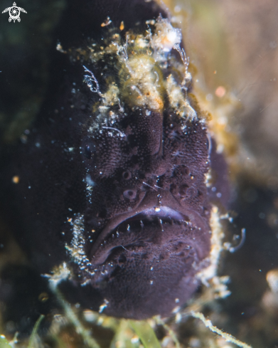 A Antennarius pictus | Painted frogfish