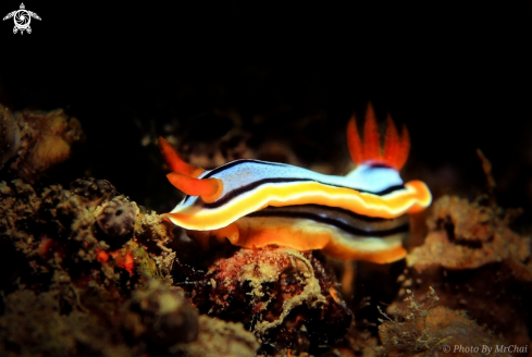 A Chromodoris elisabethina | Nudibranch