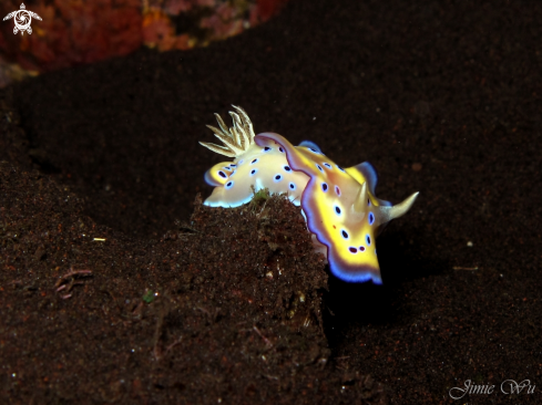 A Chromodoris Kunei | 