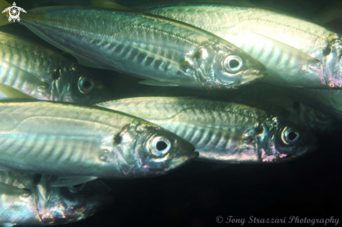 A Southern Yellow-tail Scad