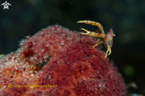 A Squat Lobster