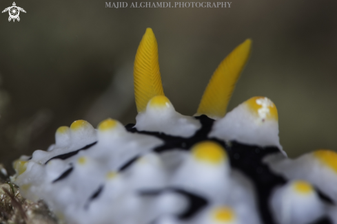 A Nudibranch