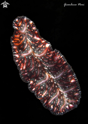 A Pseudobicerus bedfordi | Flatworm