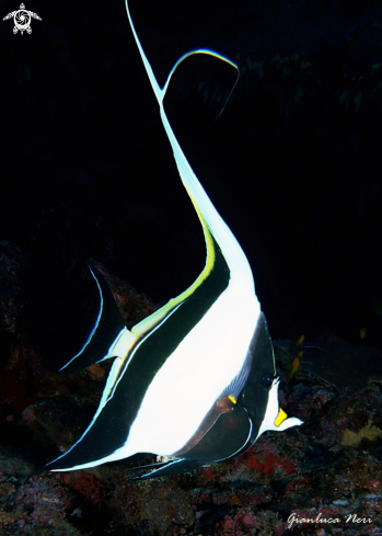 A Zanclus cornutus | Moorish idol