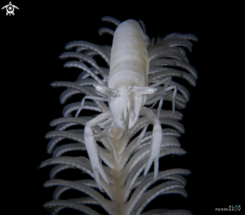 A Crinoid shrimp