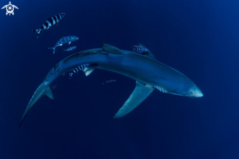 A Prionace glauca | Blue Shark